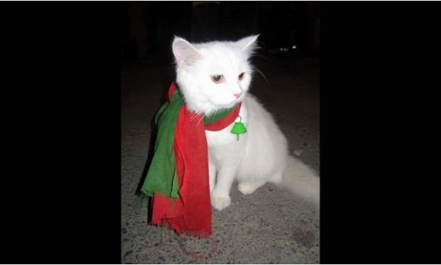 pak Police arrest three persons for stealing PTI famous cat
